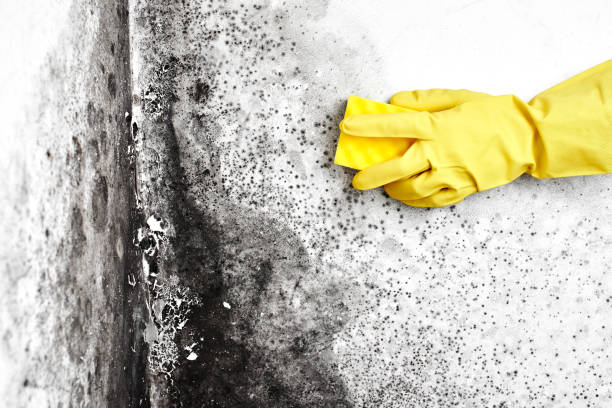 Best Attic Mold Removal  in Huntley, IL