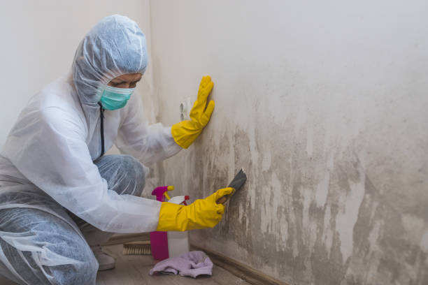 Best Mold Damage Repair  in Huntley, IL