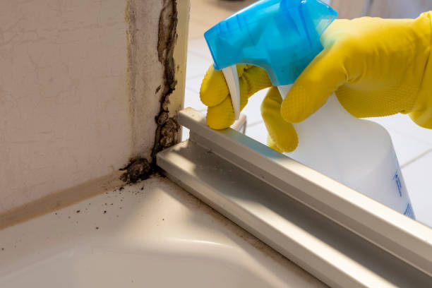 Best Mold Remediation  in Huntley, IL