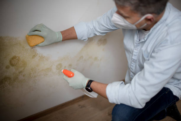 Best Mold Cleaning Services  in Huntley, IL