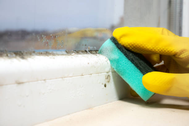 Best Mold Cleaning Services  in Huntley, IL