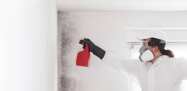 Best Mold Removal Company Near Me  in Huntley, IL